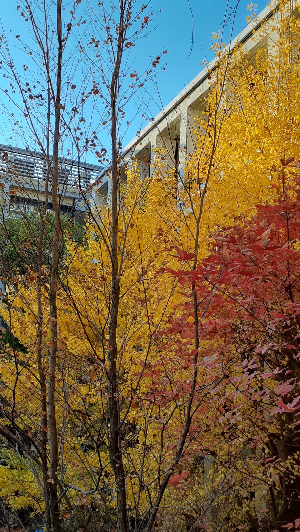 新中庭・スクエア